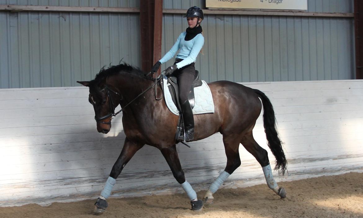 Dansk Varmblod Botelli - Melina og Botelli til undervisning hos Bjarne E billede 19