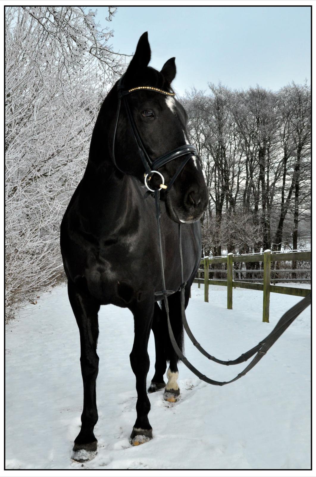 Oldenborg Damgaards Kivi Viola billede 4