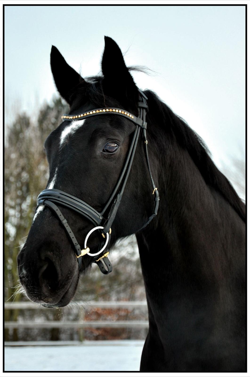 Oldenborg Damgaards Kivi Viola billede 1