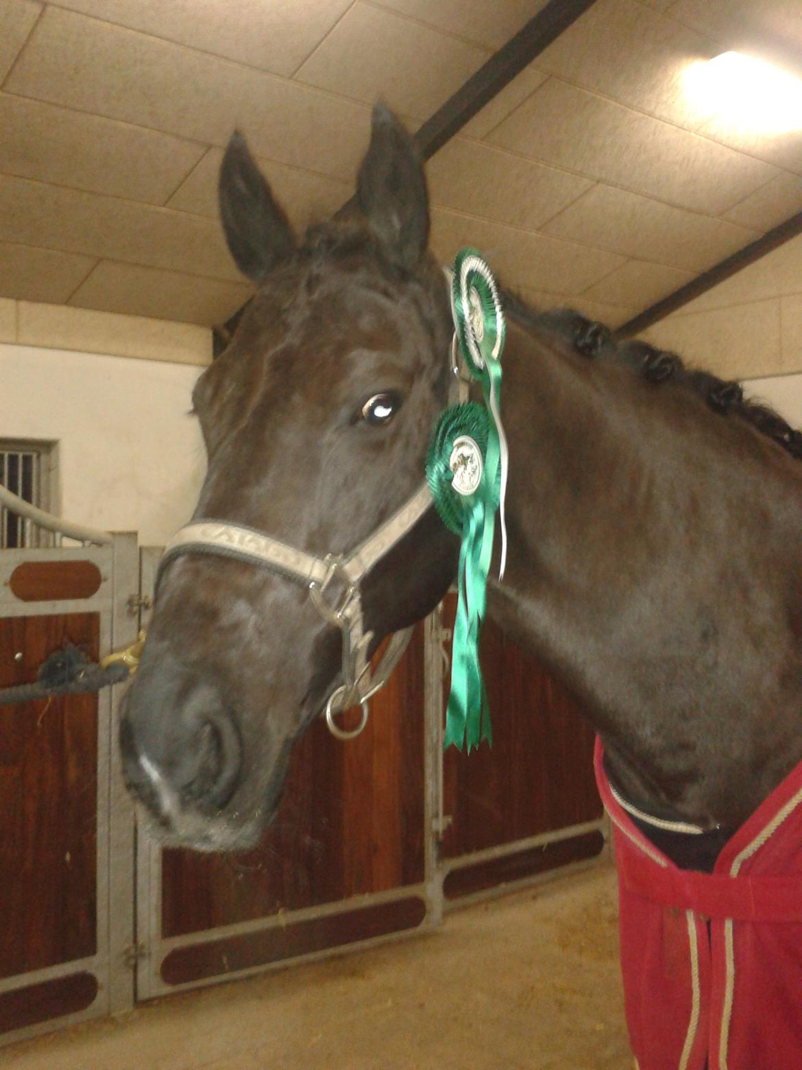 Oldenborg Evita af Hvarre billede 6