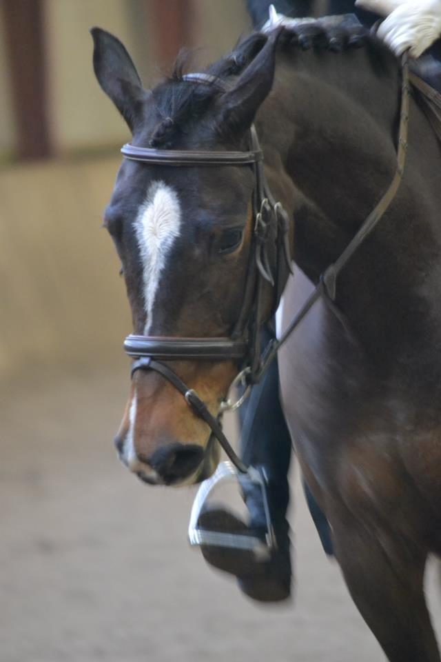 Holstener Lana billede 14