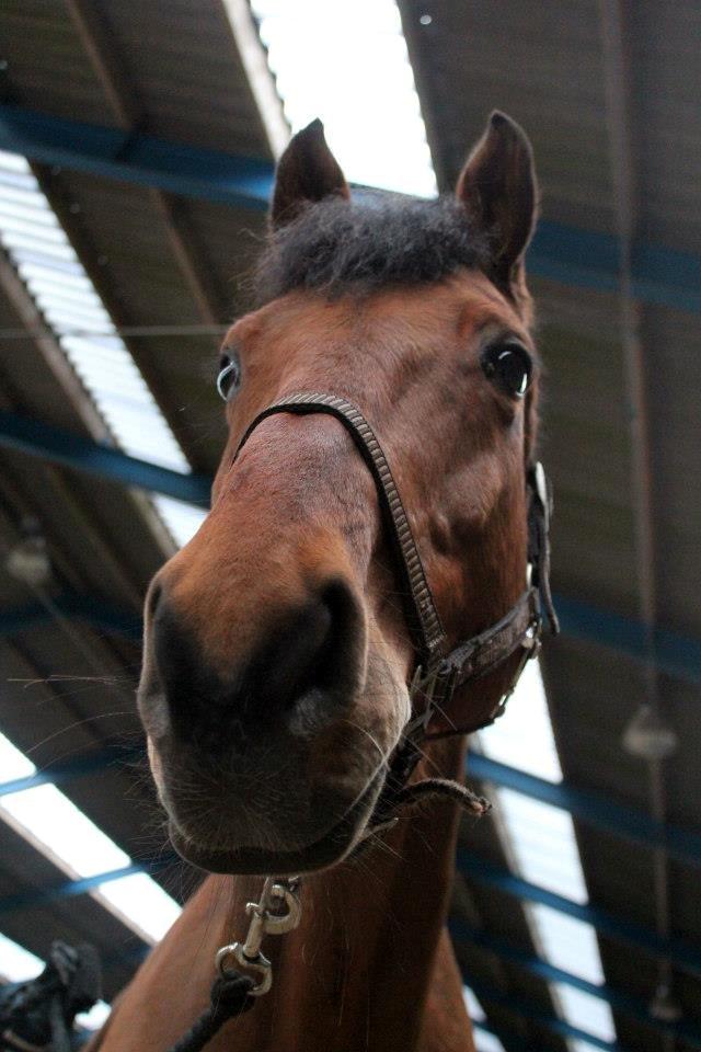 Holstener Flair - Hygge i hallen efter rigning d. 16-3-13 billede 6