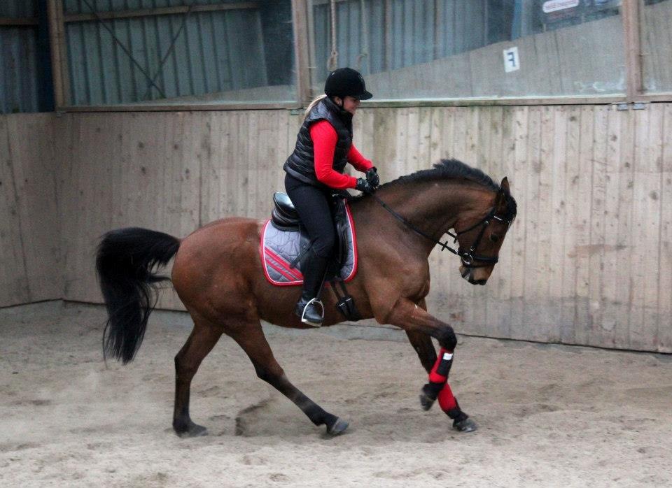 Holstener Flair - Frækkert, han syntes lige han skulle bukke lidt. 16-3 billede 7