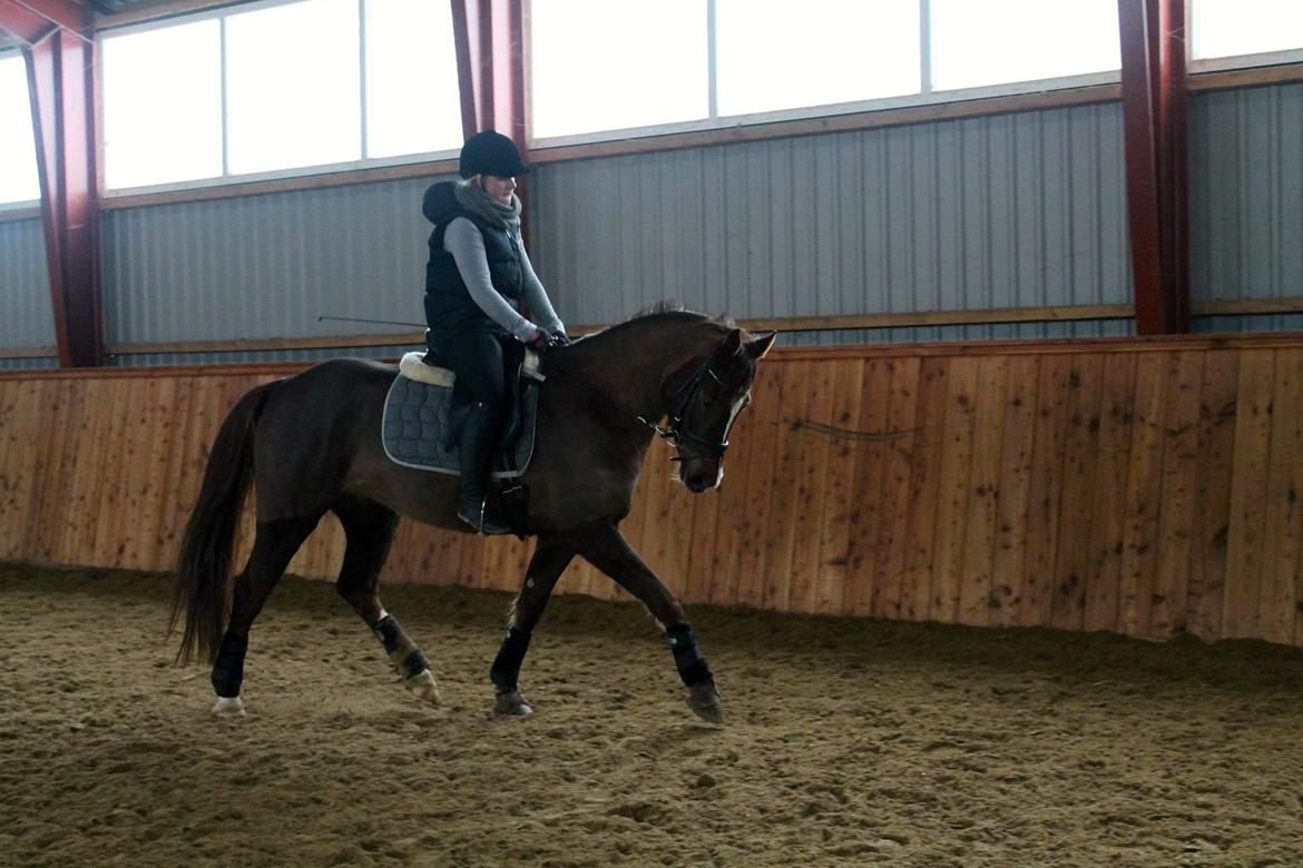 DSP Vasehøjs Kaia billede 7