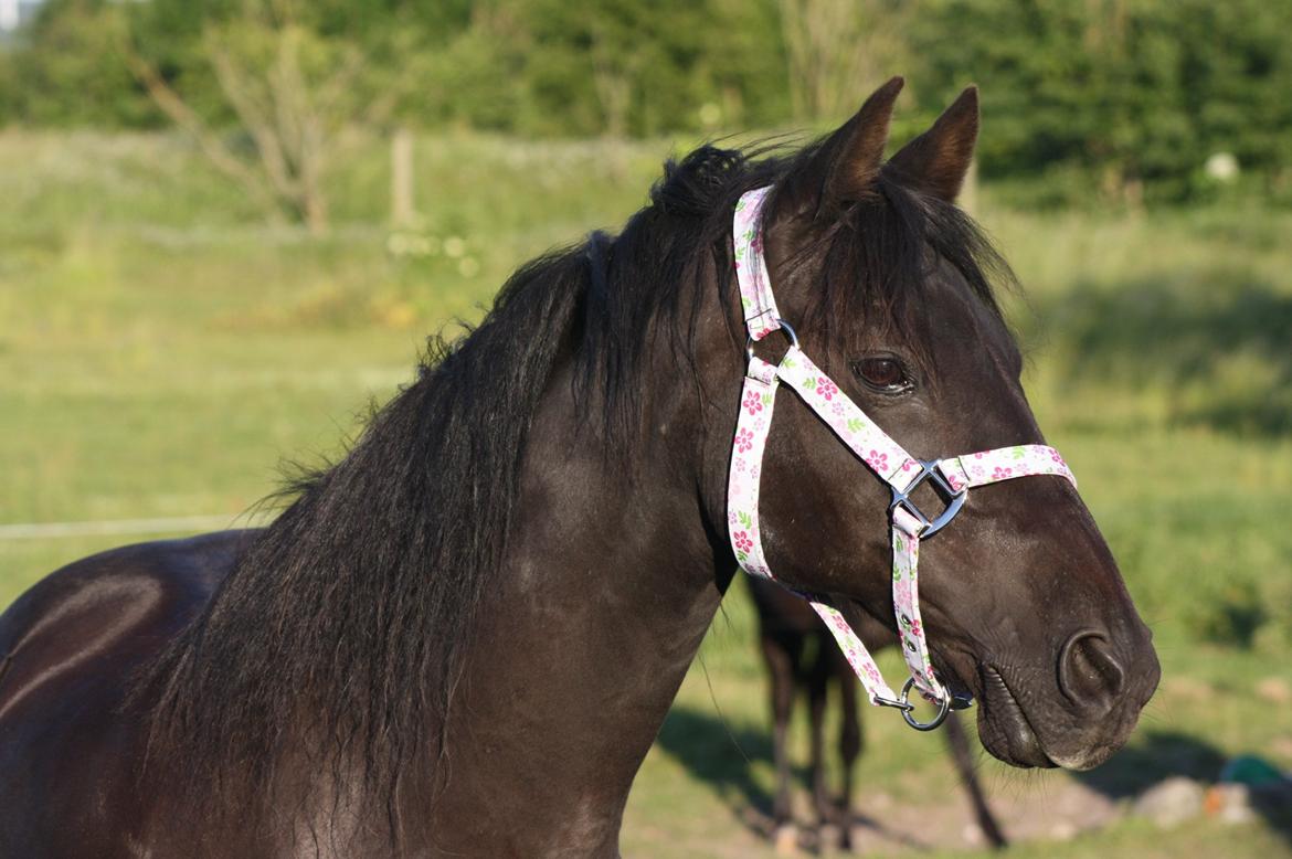 New Forest Sherif - Himmelhest - Smuk og dejlig!  billede 2