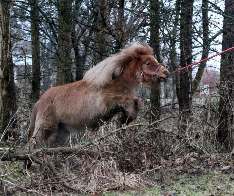 Anden særlig race Putte "delepony" - lille spring pony.. billede 4