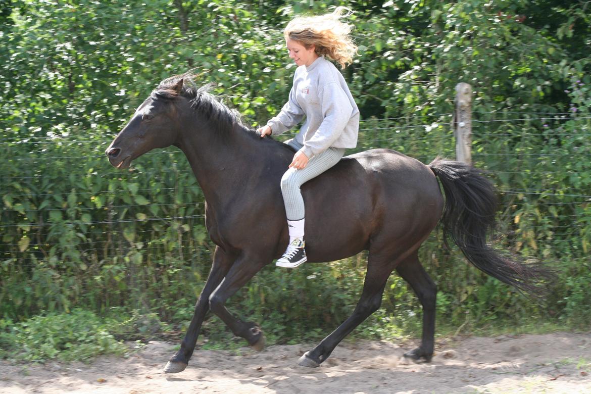 New Forest Sherif - Himmelhest - Et samarbejde uden andre hjælpemidler end kærlighed! billede 18