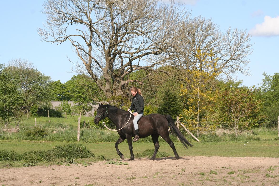 New Forest Sherif - Himmelhest billede 19