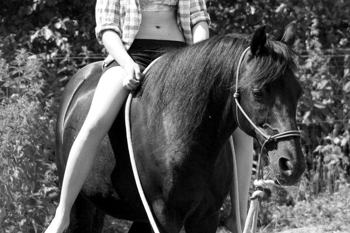 New Forest Sherif - Himmelhest billede 20