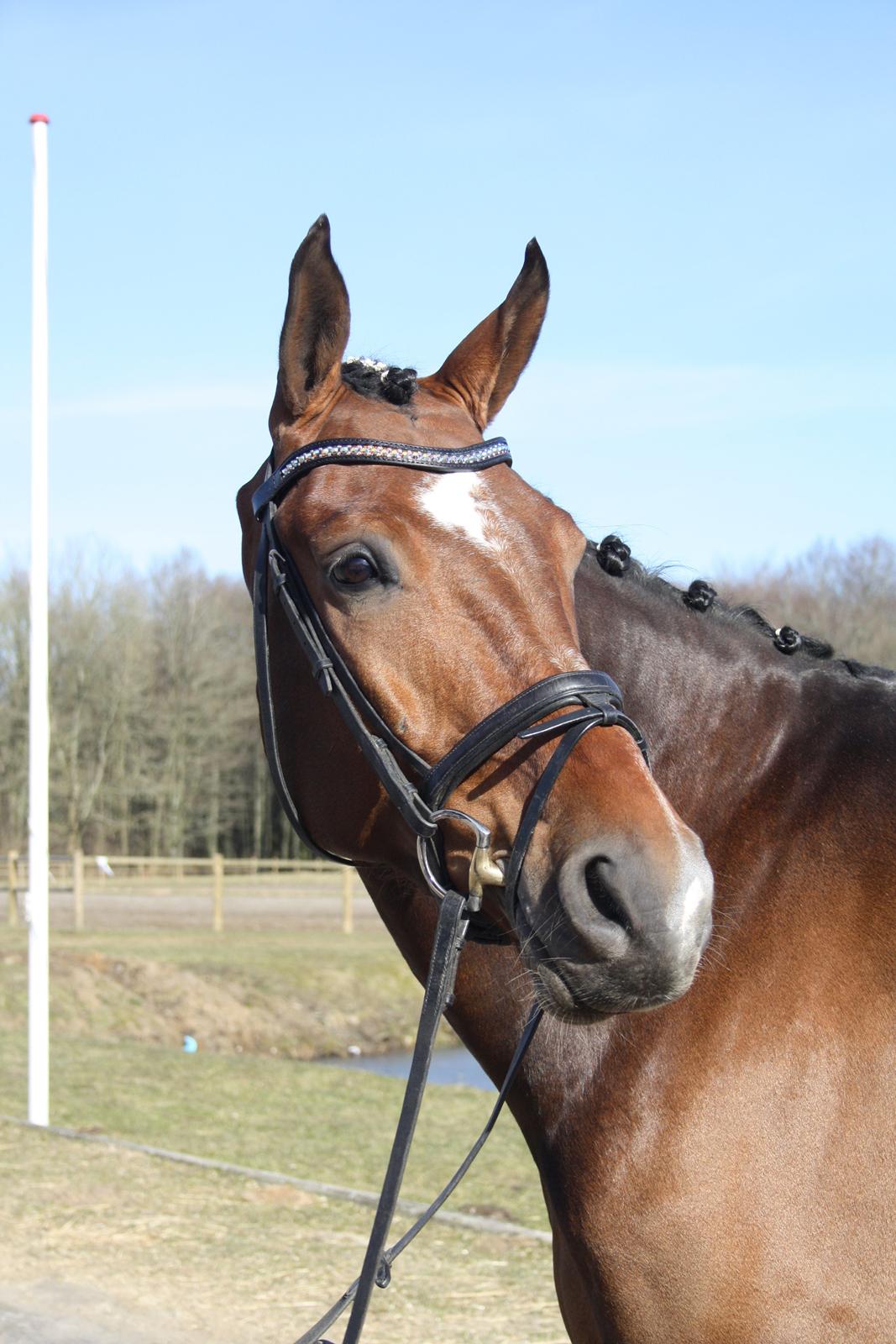 Dansk Varmblod First Move A.B. billede 1