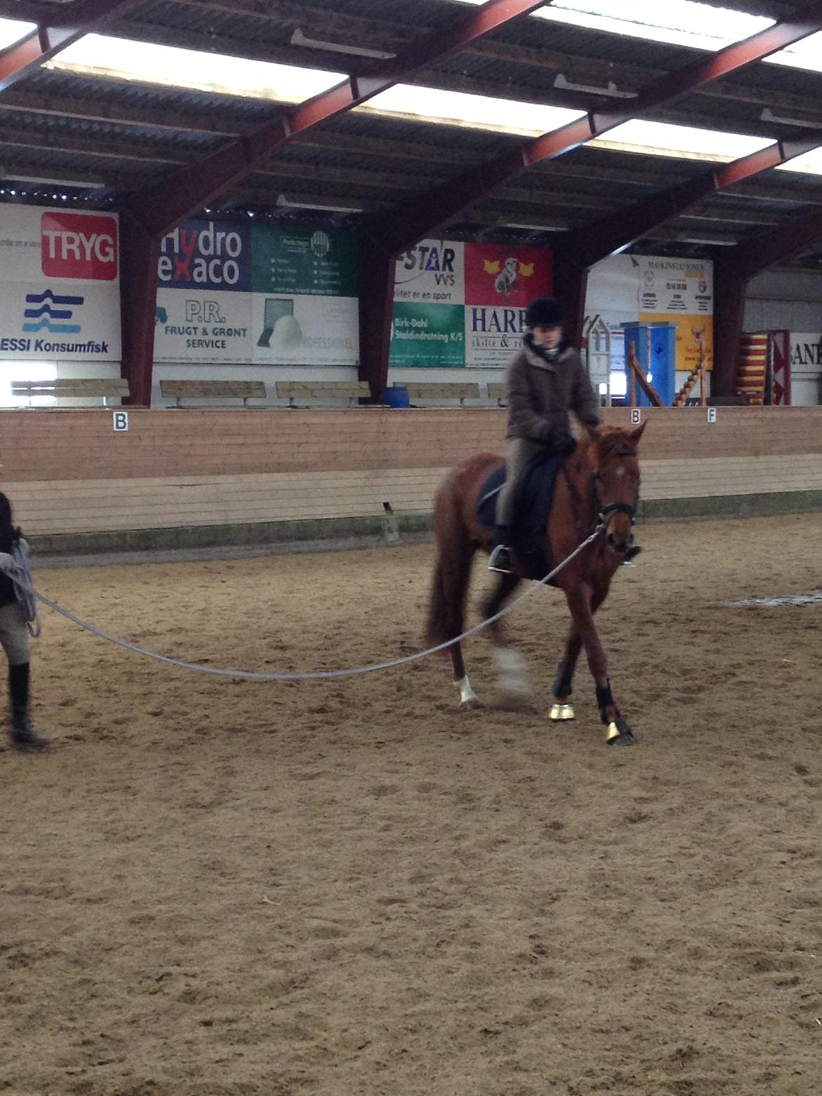 Dansk Varmblod Golden Three - 18/3-13 så er tilridningen igang!! Mig på ryggen af Fytte :-)  billede 9