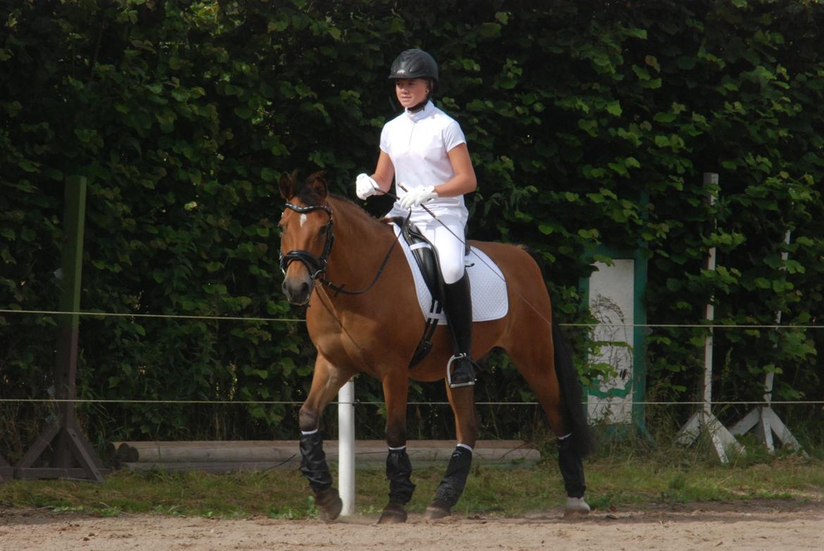 New Forest Østerlunds Citrus - Opvarmning <3 billede 3