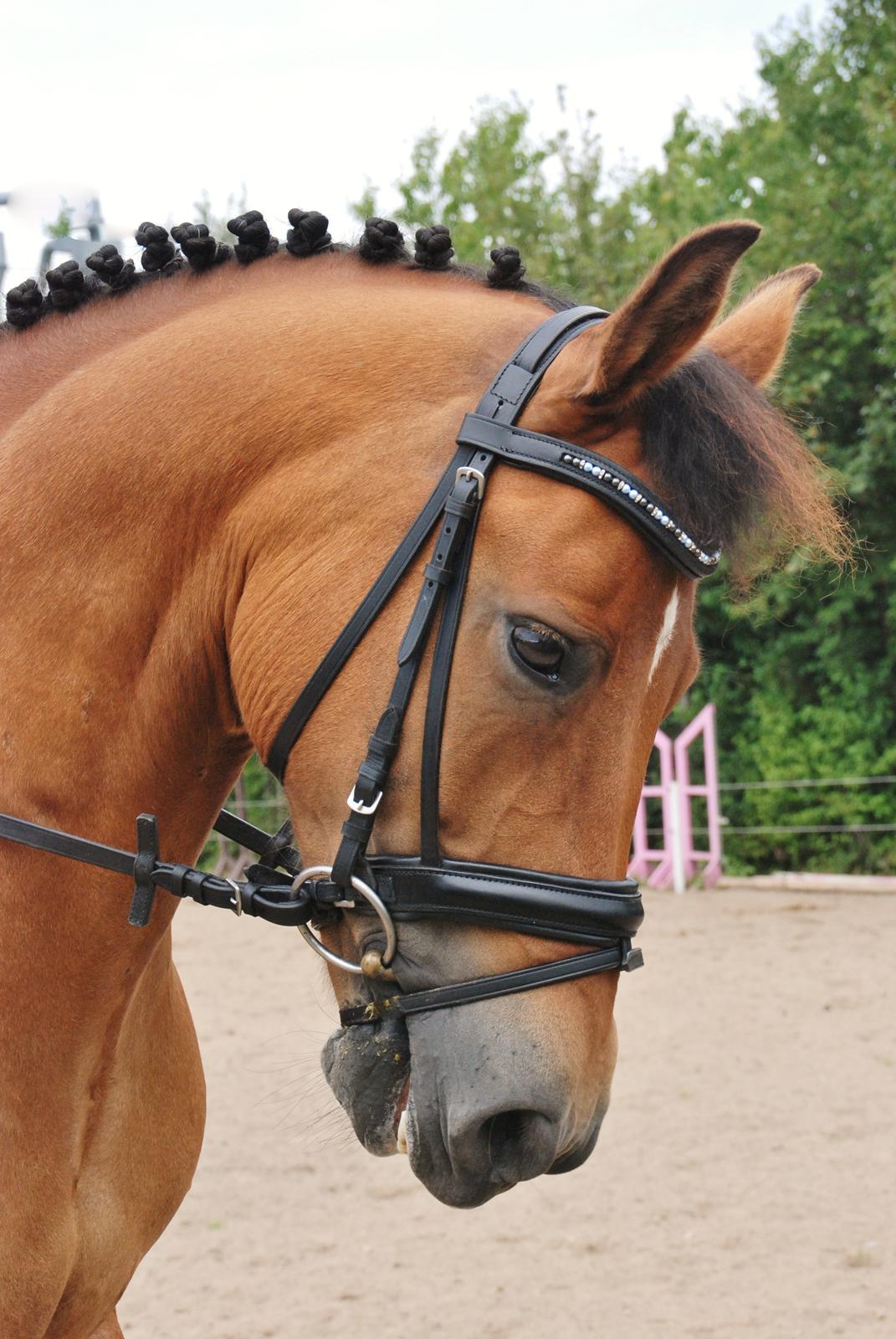New Forest Østerlunds Citrus - Fantasiske pony<3 billede 1
