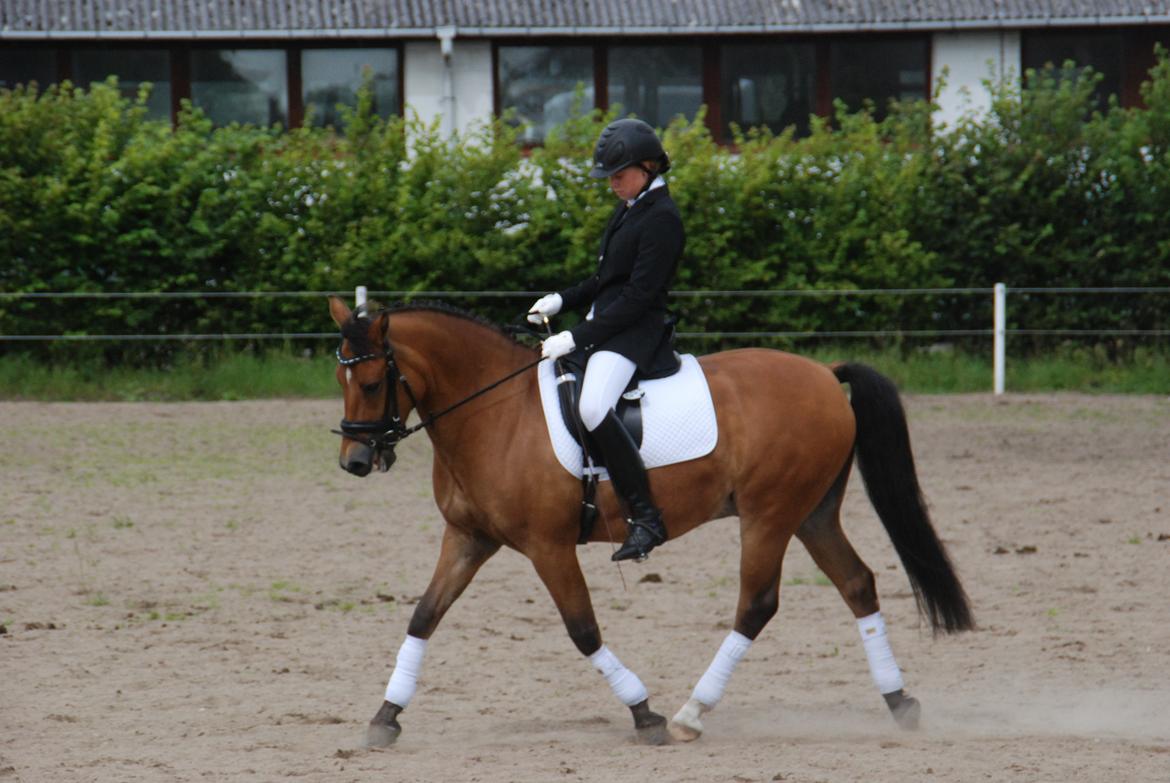 New Forest Østerlunds Citrus billede 5