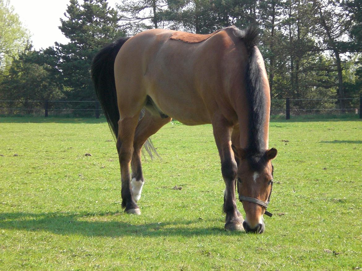 New Forest Østerlunds Citrus billede 8