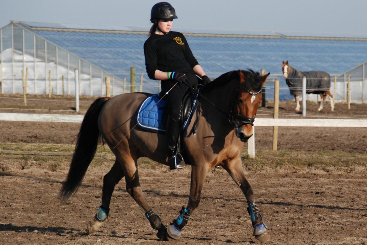 New Forest Østerlunds Citrus - Dressurundervisning <3 billede 9