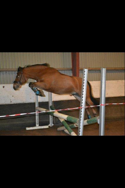 New Forest Østerlunds Citrus - Løsspringning <3 billede 13