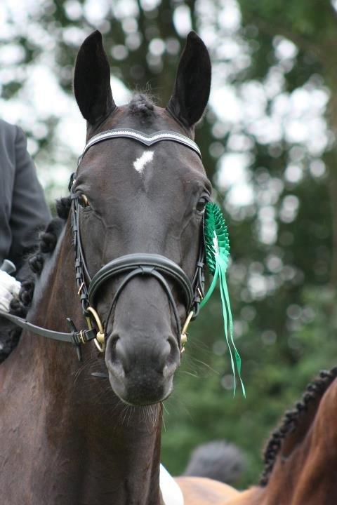 Oldenborg Sigersholmgårds Smilla billede 3