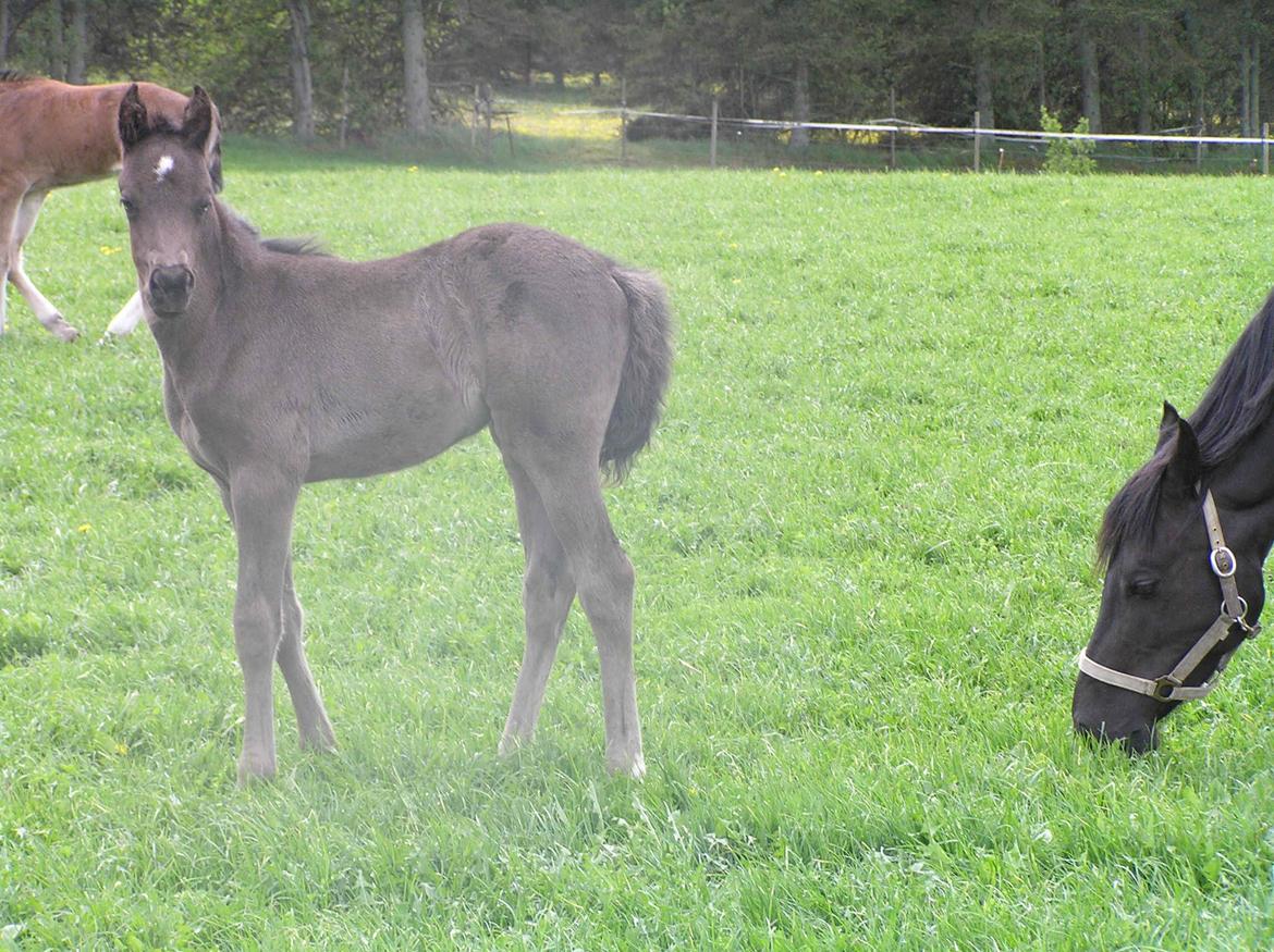 Welsh Cob (sec D) Bjerregård Zeus - Zeus som føøøl!<3
- Elsker dig!<3 billede 8