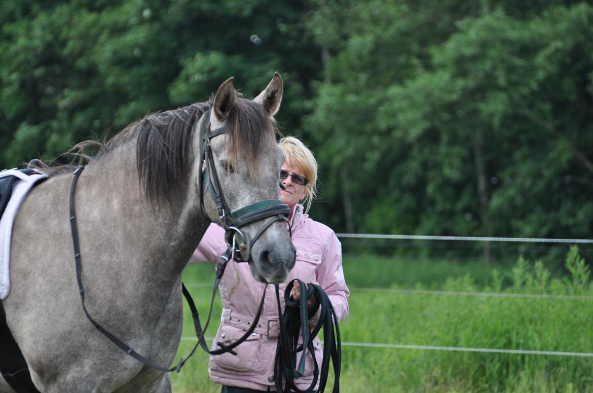 Anden særlig race Hidalgo billede 16