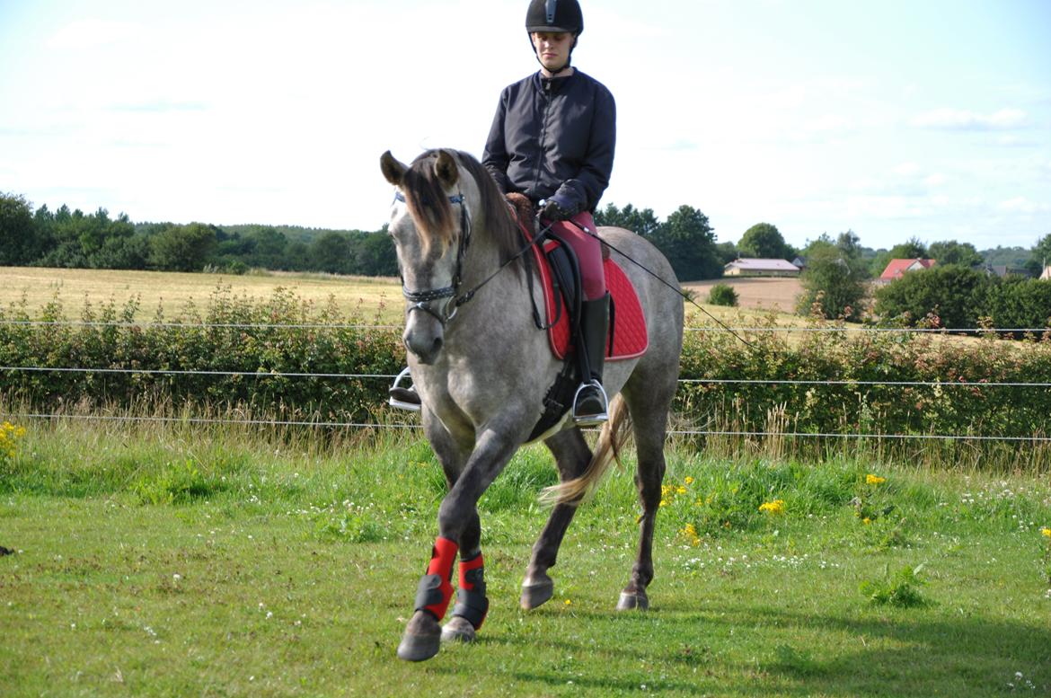 Anden særlig race Hidalgo billede 10