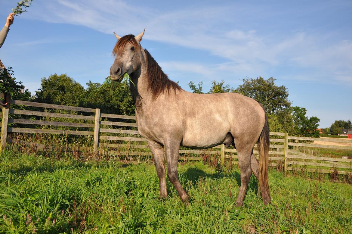 Anden særlig race Hidalgo billede 17
