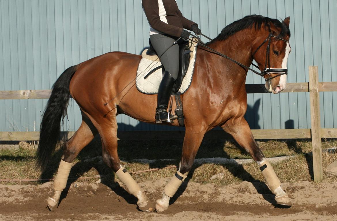 Dansk Varmblod Caicco billede 4