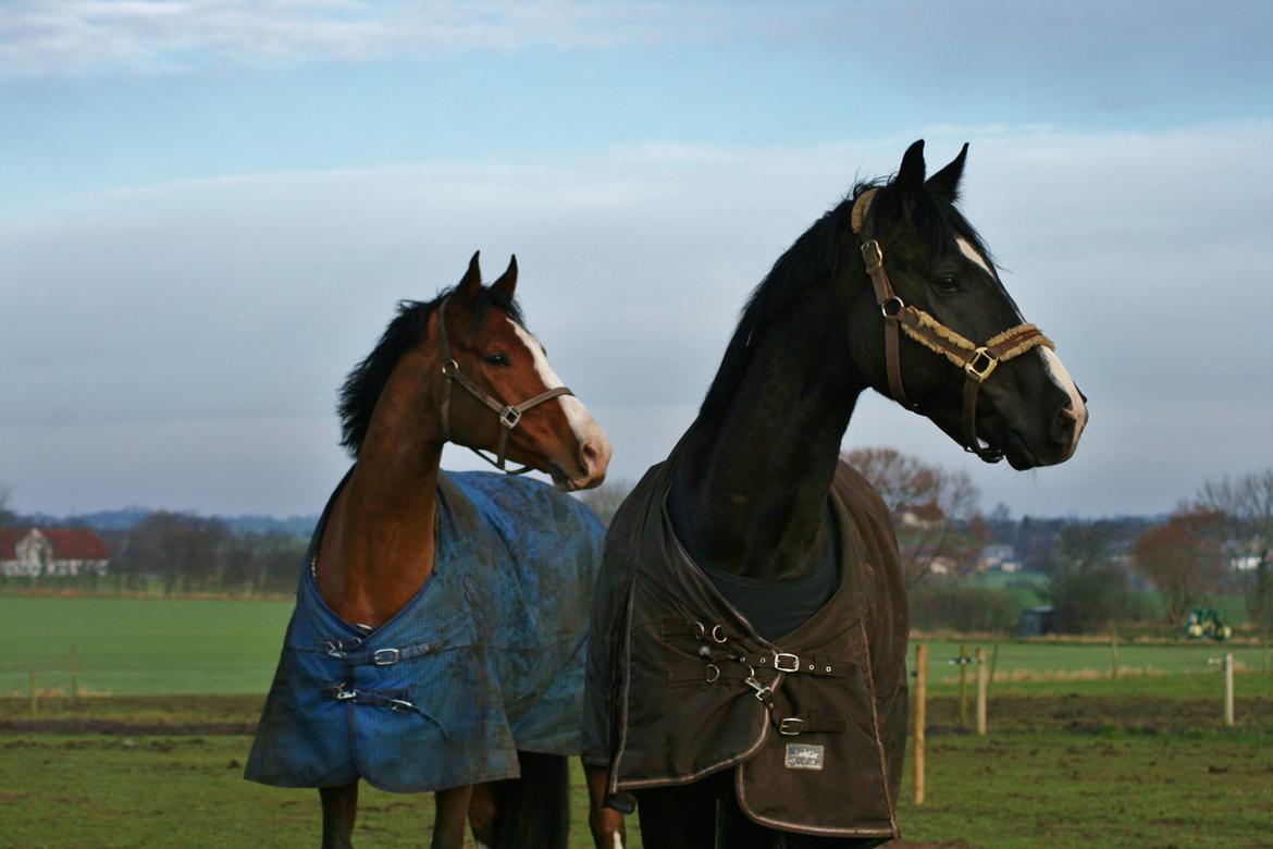 Dansk Varmblod Caicco billede 7