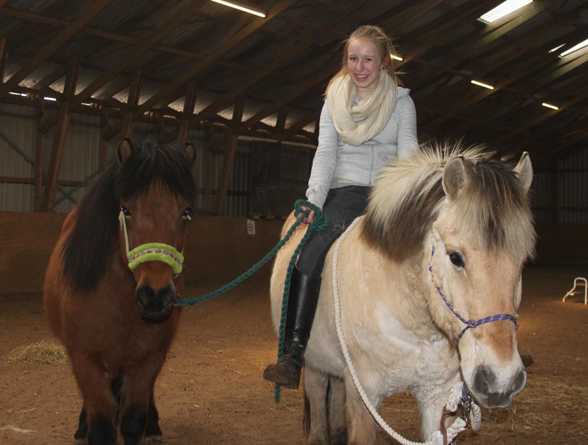 Fjordhest Rasmus :* billede 10