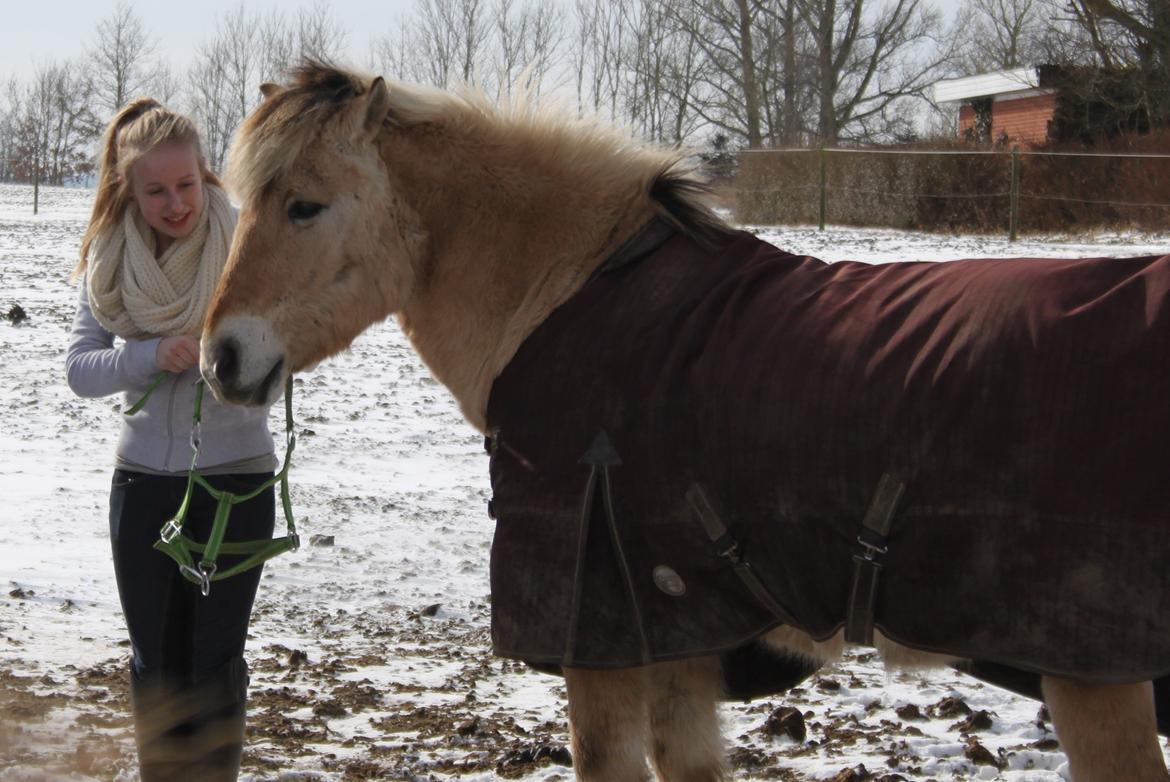 Fjordhest Rasmus :* billede 12