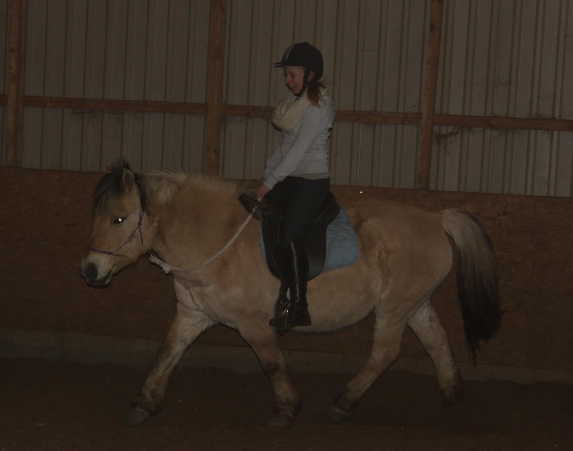 Fjordhest Rasmus :* billede 6