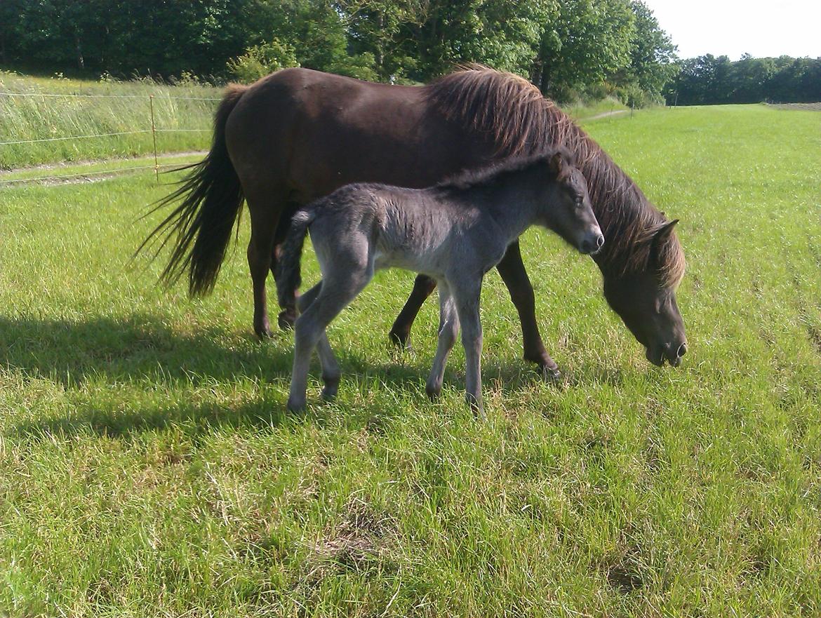 Islænder Ask fra Lundager - Billedet er taget, som han er født om morgenen.  billede 1