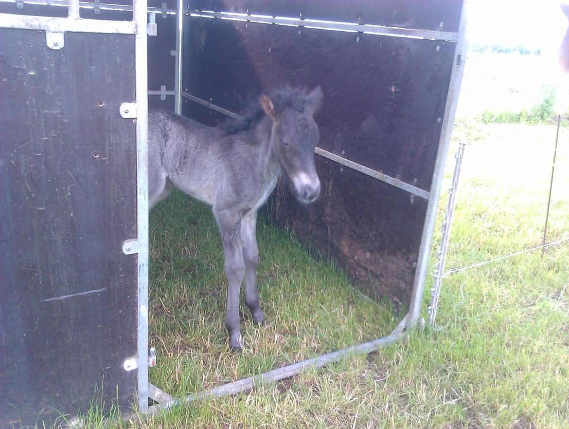 Islænder Ask fra Lundager - Billede fra hans første dag som føl.  billede 2
