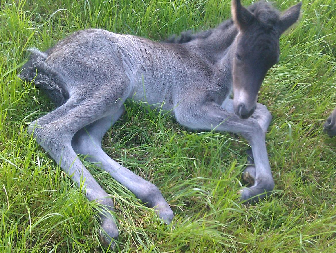 Islænder Ask fra Lundager - Selv da han var under én dag gammel måtte jeg komme helt tæt på, mens han lå ned. billede 3