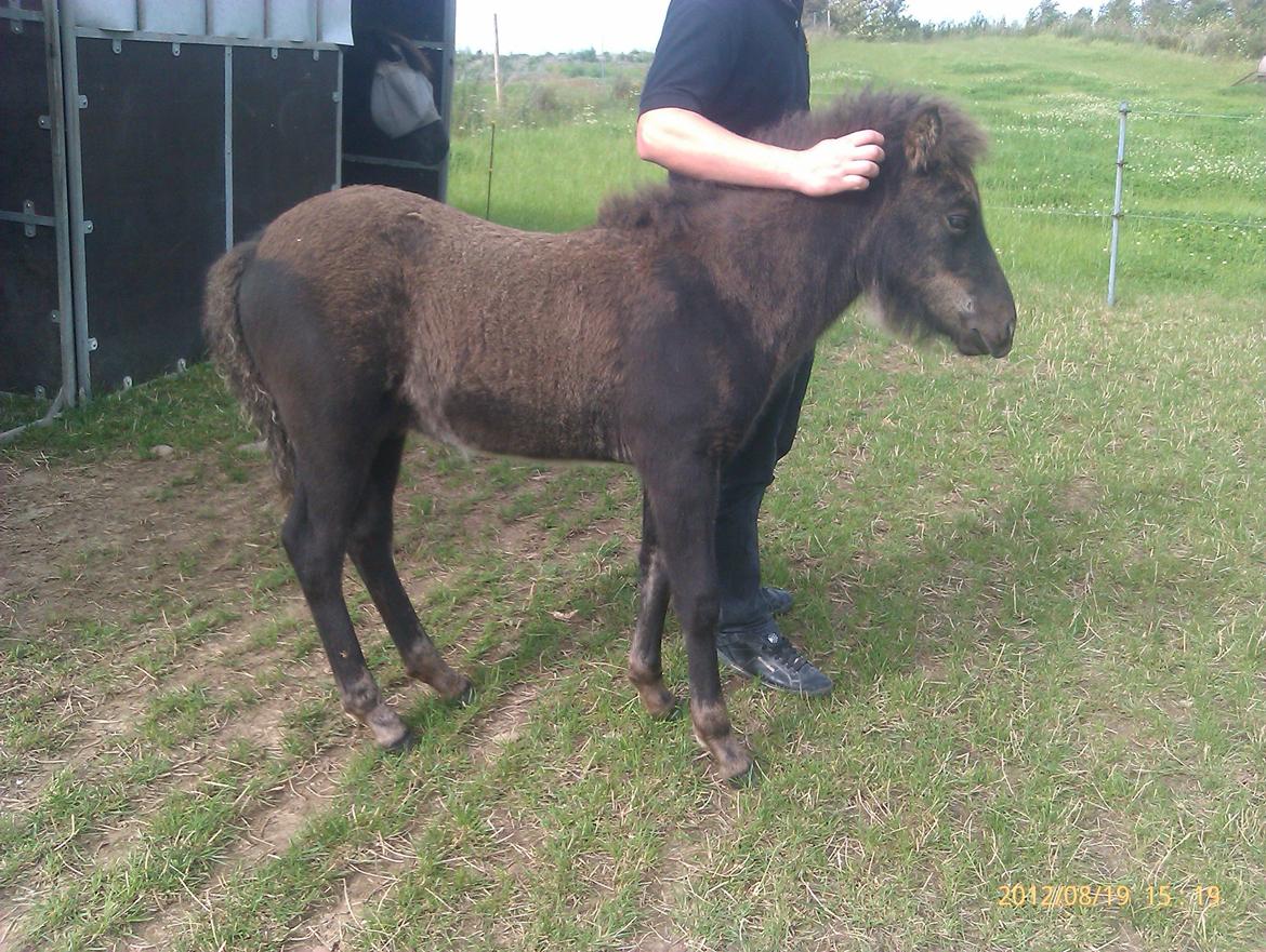 Islænder Ask fra Lundager billede 4