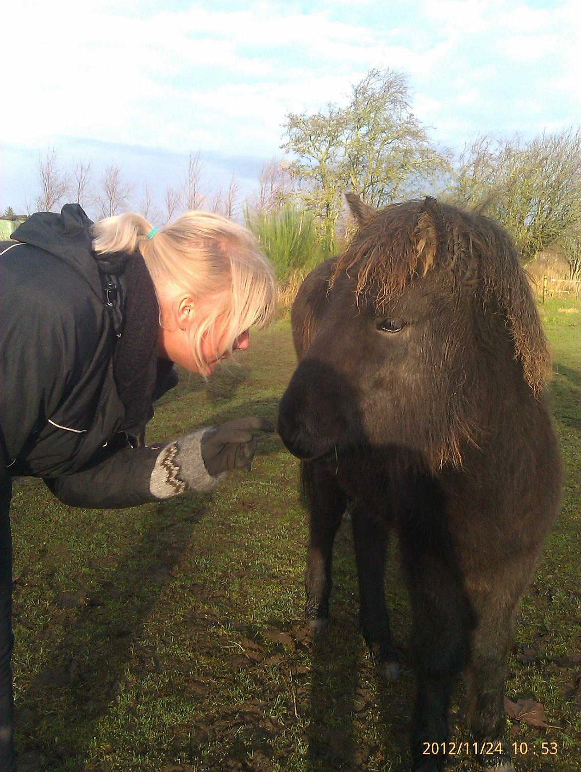 Islænder Ask fra Lundager - Lisa og Ask billede 6