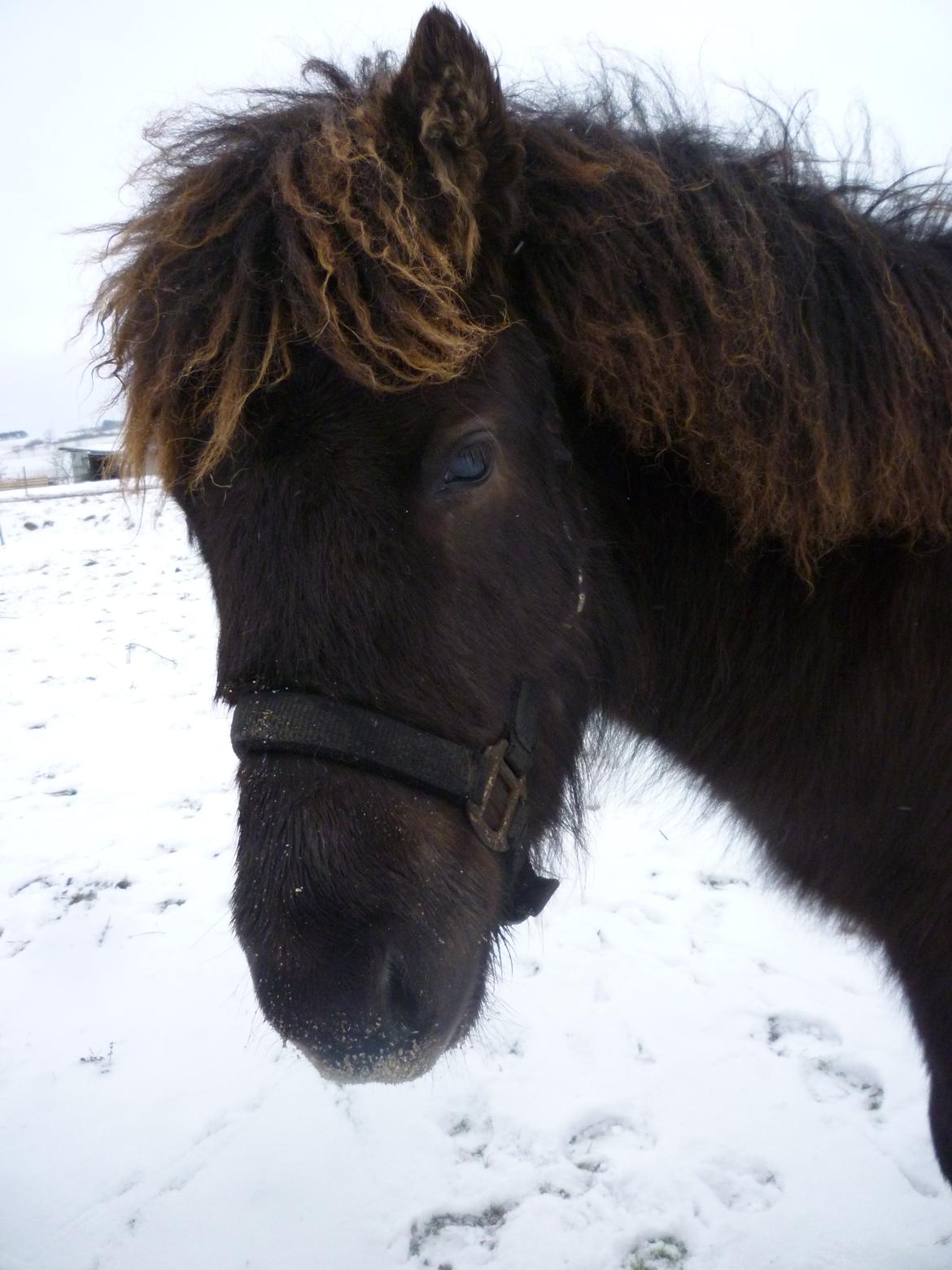 Islænder Ask fra Lundager - Så er der blevet vinter. billede 7