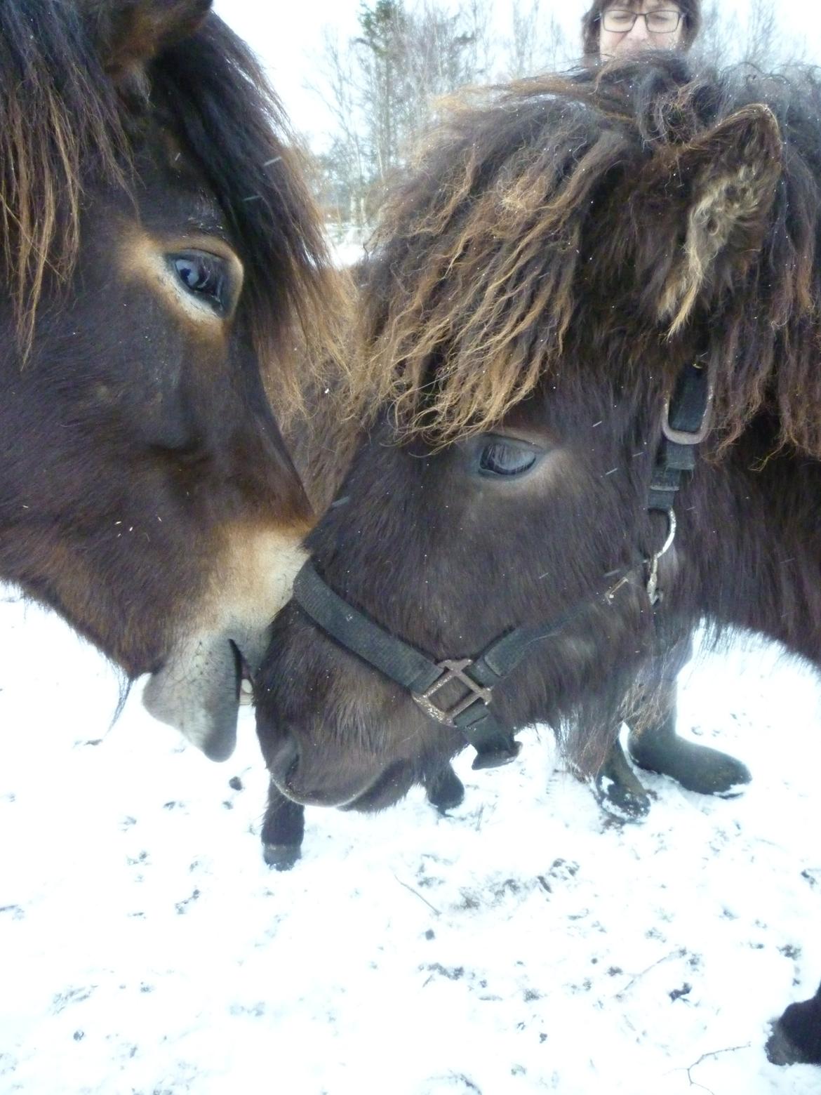 Islænder Ask fra Lundager - Ask får et lille opdragelses-nip af Ofeiminn (en hoppe, de går på fold med) billede 8
