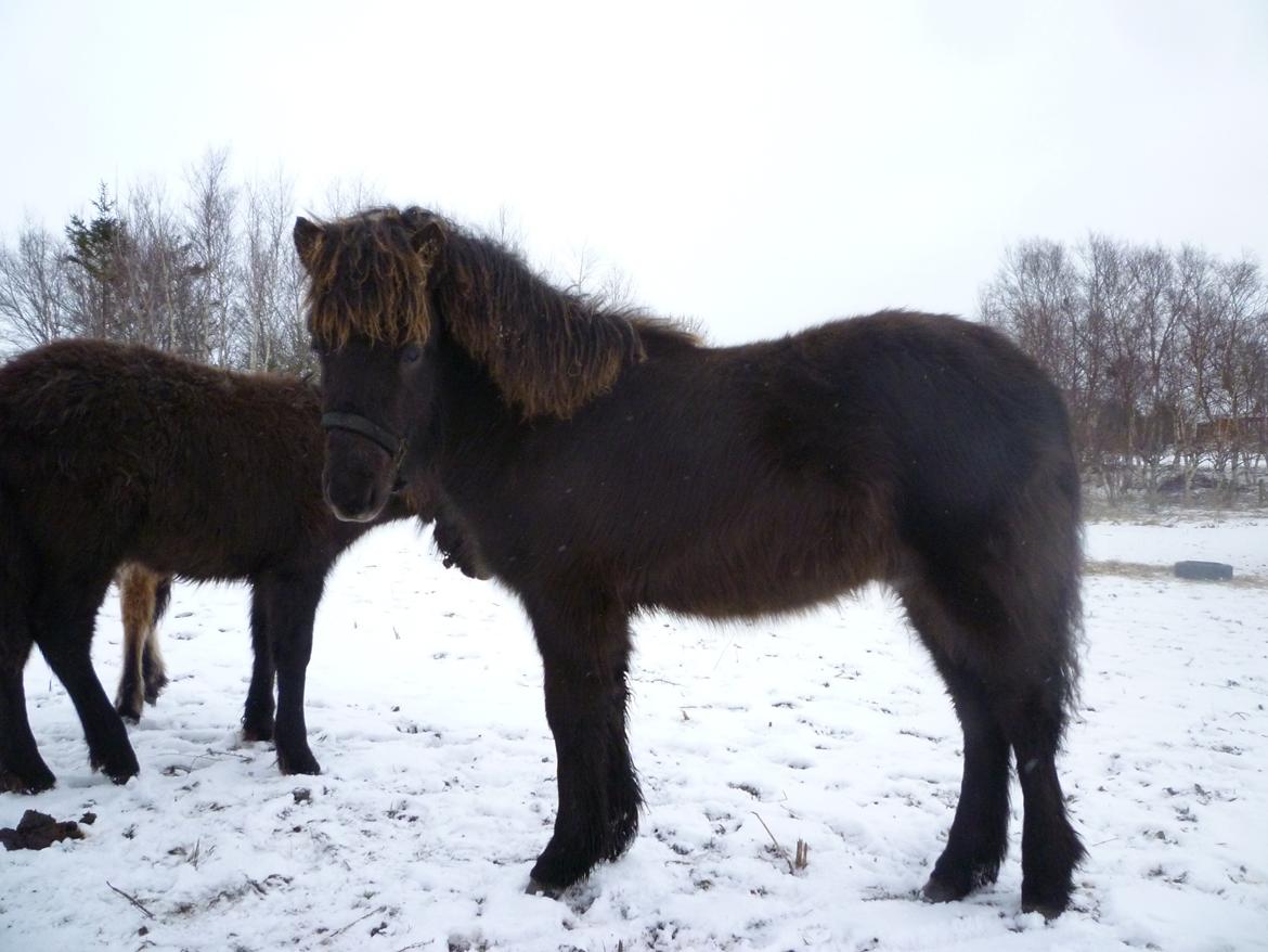Islænder Ask fra Lundager billede 9