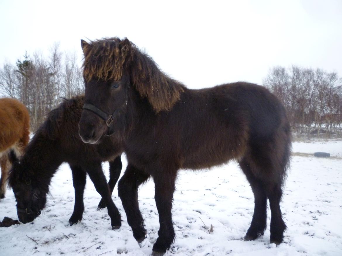 Islænder Ask fra Lundager - Han kan ikke dy sig - Han skal hen og se, hvad jeg laver. billede 10