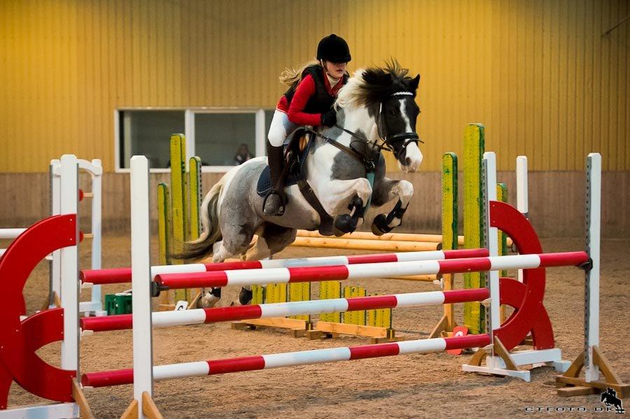 Anden særlig race Clements Stardust |*MY STAR*| - Stardust 2013 MB* billede 11