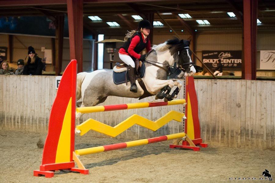 Anden særlig race Clements Stardust |*MY STAR*| - wooow billede 3