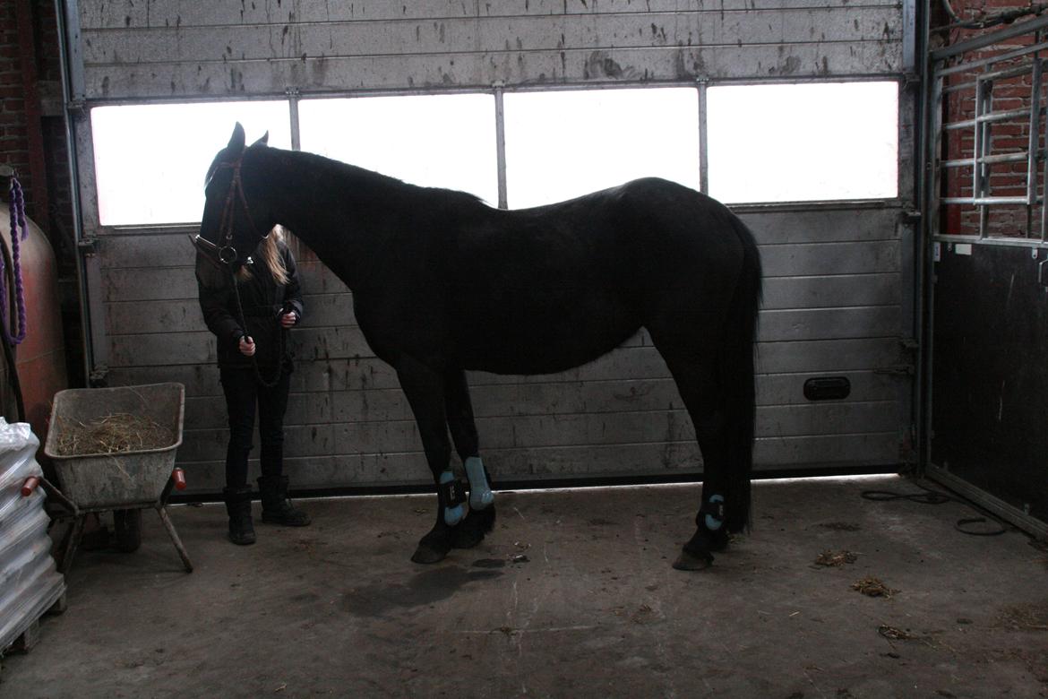 Anden særlig race Cindy billede 15