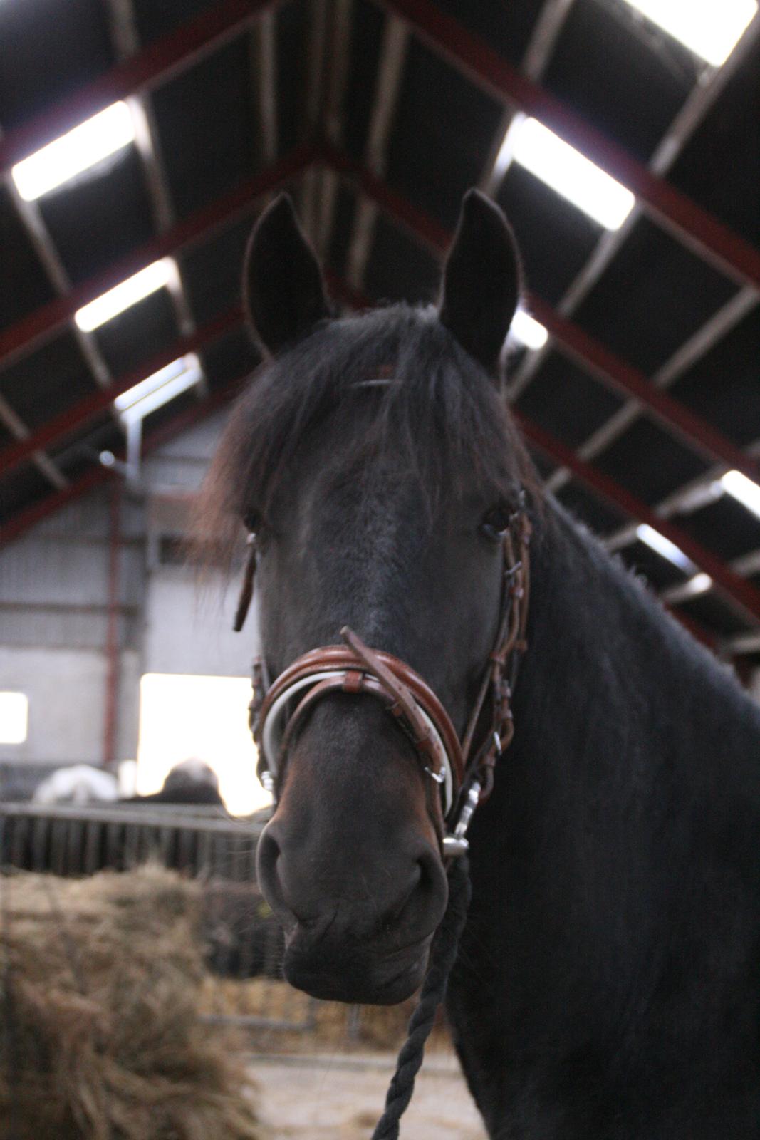 Anden særlig race Cindy billede 1