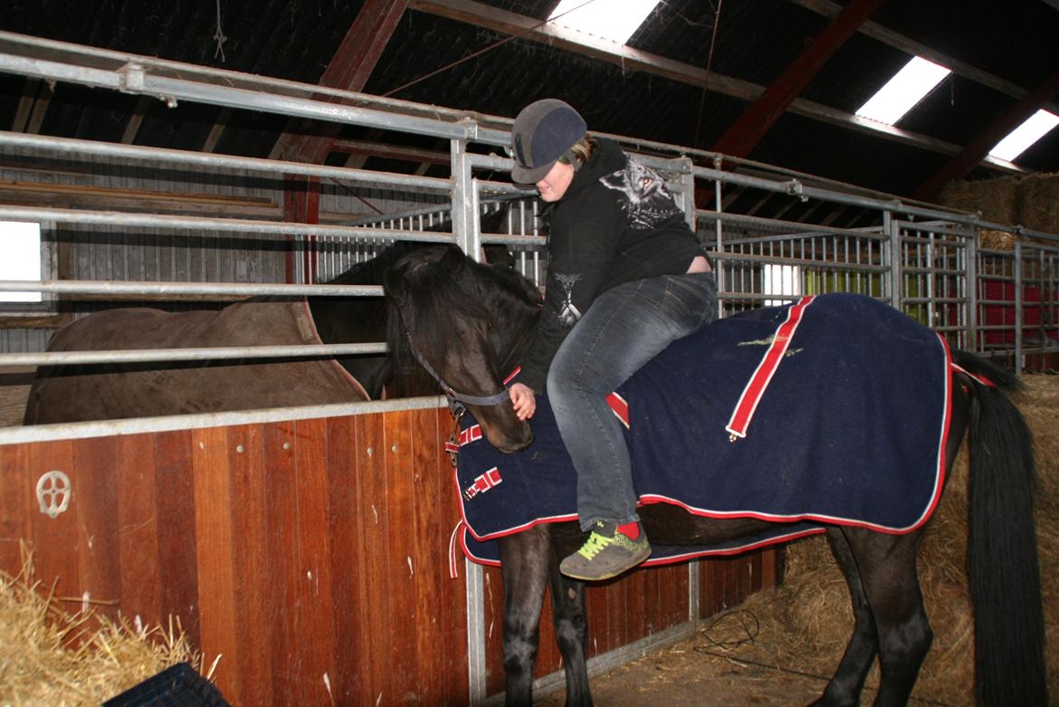 Anden særlig race Cindy billede 11