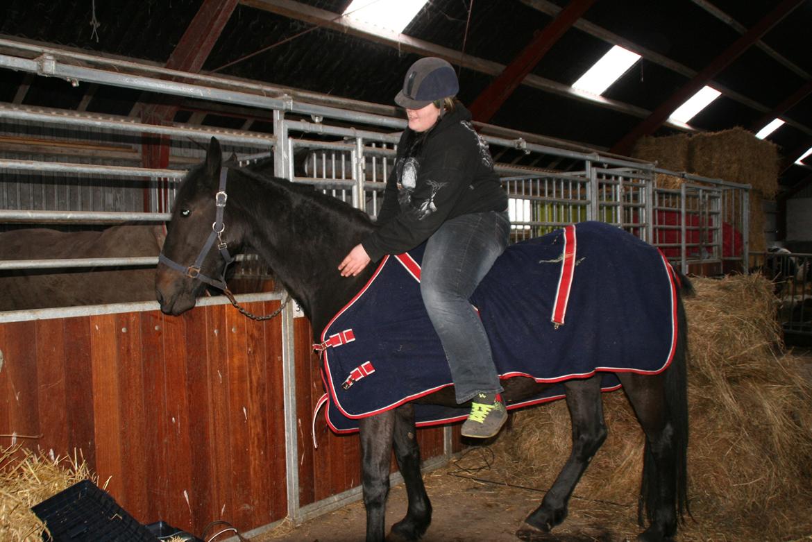 Anden særlig race Cindy billede 20