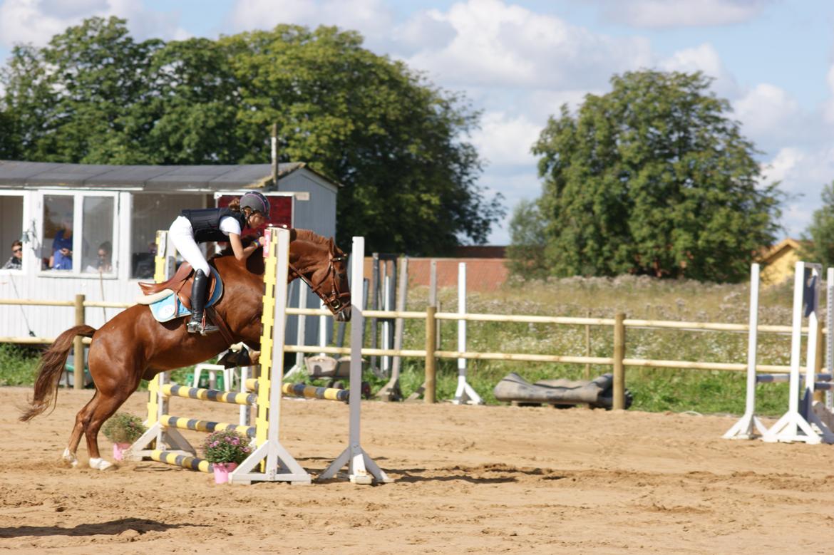 Anden særlig race Fighter *Nu søster´s Pony*<3 billede 10