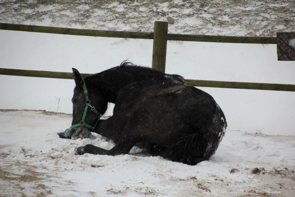 Holstener QUINTA BS  billede 11