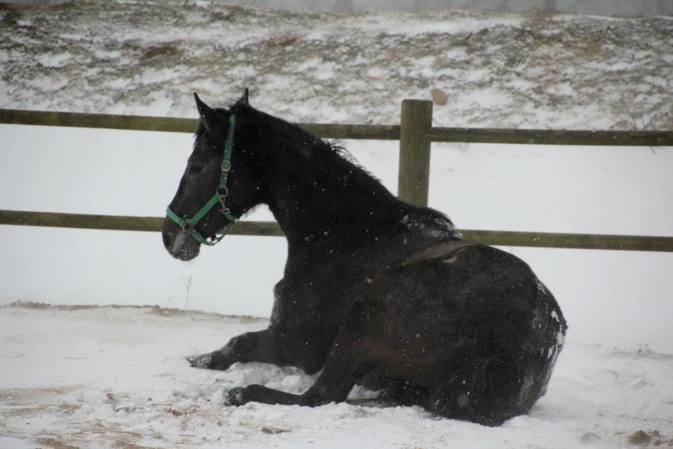 Holstener QUINTA BS  billede 9