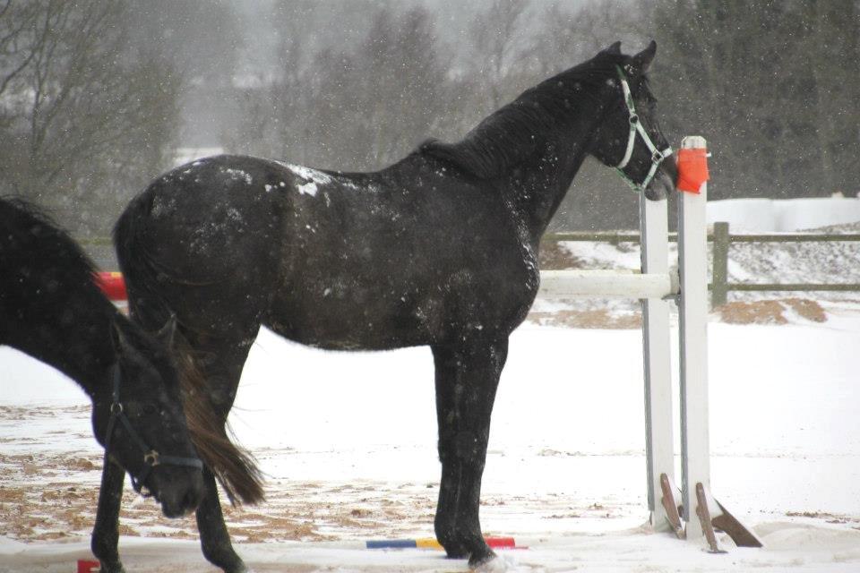 Holstener QUINTA BS  billede 8